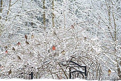 A red Cardinals sit in a snowy with other songbirds. Stock Photo