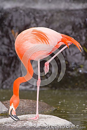 Red Caribbean Flamingo Stock Photo