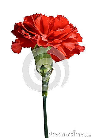 Red Carnation Flower, Isolated Royalty Free Stock Photos - Image: 8151728