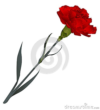 Red carnation flower isolated on white background Vector Illustration