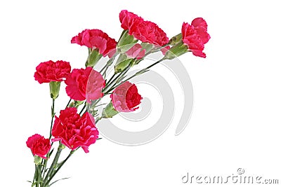 Red Carnation Flowers Stock Photo