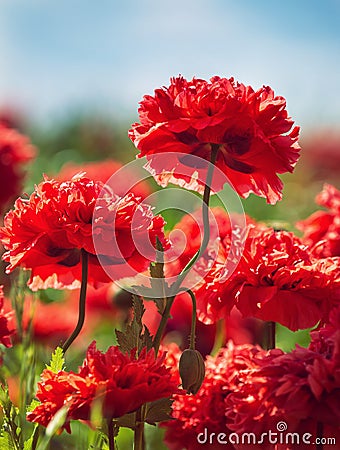 Red carnation poppies blooming in spring Stock Photo