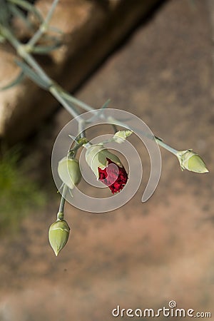 Red carnations blossom in the garden Stock Photo