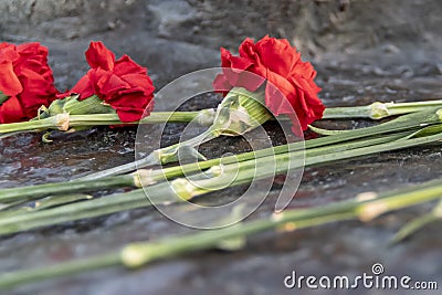 Red carnations flowers seen on the memorial stone. Stock Photo