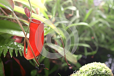 Red carnivorous plant nepenthes close-up. Tropical plant collection in orangery. Moscow State University botanical garden Stock Photo