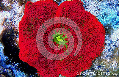 Red Carpet Anemone - Stichodactyla gigantea Stock Photo