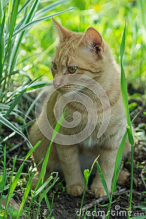 Red cat. Stock Photo