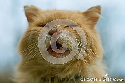 Red cat. Stock Photo