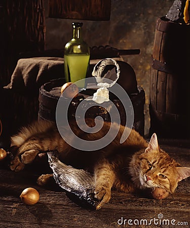 Red cat, dried fish and sour cream Stock Photo