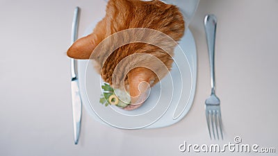 Red cat eating delicacy Stock Photo