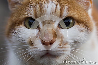 Red cat, eyes Stock Photo