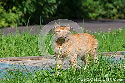 Red cat on the grass Stock Photo