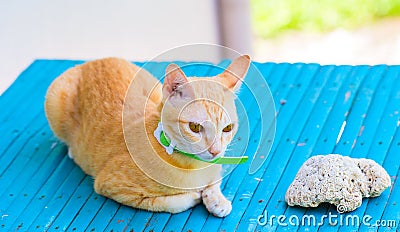 Red cat in green collar on blue bench. Summer outside photo of domestic pet. Stock Photo