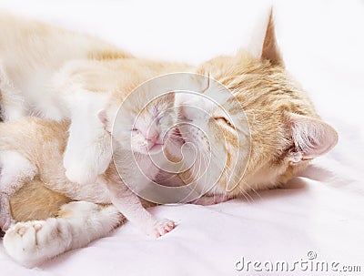 Red cat with kittens Stock Photo