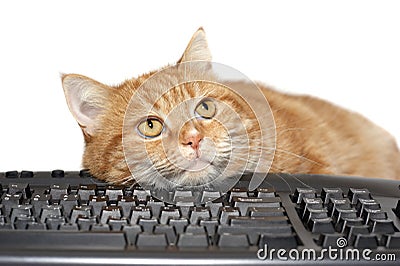 Red cat lays on the keyboard Stock Photo