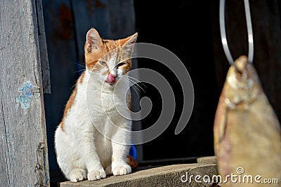 the red cat licks lips on fish wants to eat her Stock Photo