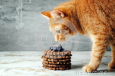 Red Cat Likes Homemade Waffles Stock Photo