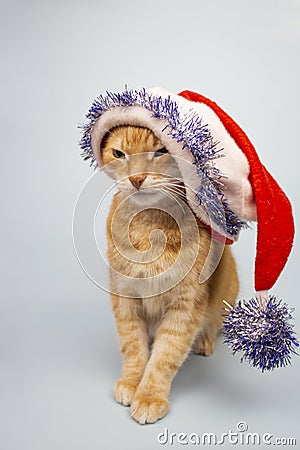 Red cat looks into the camera. Pictures of cats, cat eyes, cute cat, cat drawings, cat drawings. Cat Santa. Place for text Stock Photo