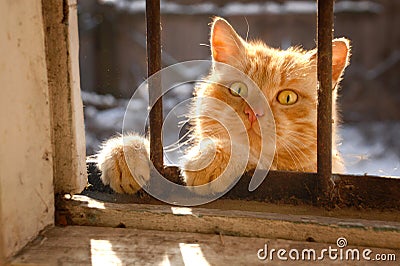 The red cat looks to the house through a window Stock Photo