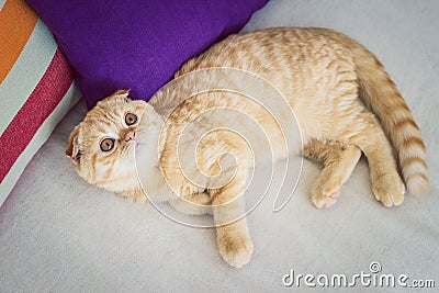 Red cat lying on a coach Stock Photo