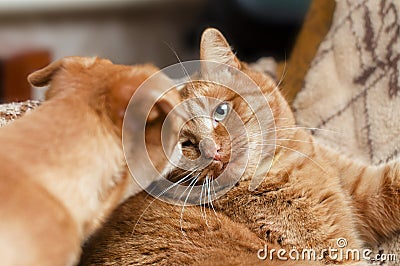 red cat lying on the couch and looking at the dog Stock Photo