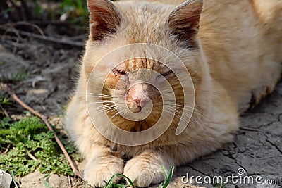 red cat is lying on the ground. A cat with a pus-eyed and dirty face Stock Photo