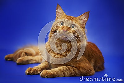 Red cat maine coon on studio background Stock Photo