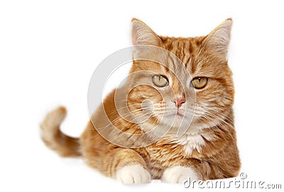 Red cat with orange eyes Stock Photo