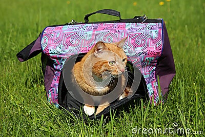 Red cat in pet carrier Stock Photo