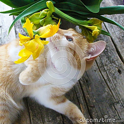 Red cat playing with yellow tulips of unusual shape, variety on a vintage vintage background. Stock Photo