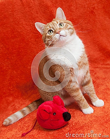 Red cat with plush toy mouse Stock Photo