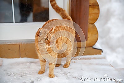 Red cat on the porch asks to go home. Ginger cat sitting outside a house door during snowfall on cold winter day Stock Photo