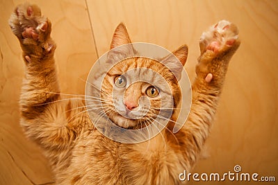 Red cat raised paws up portrait close-up on wooden background. Stock Photo