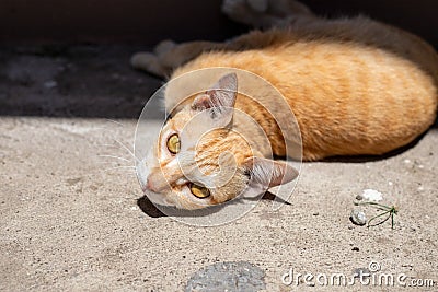 Red cat resting on sunny asphalt. Cute domestic animal portrait. Orange or ginger cat looking into camera Stock Photo