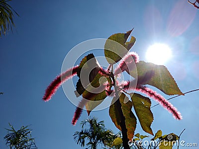 Red cat`s tail Stock Photo