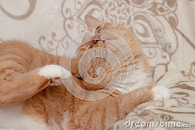 rufous cat scratches behind the ear with a paw on the sofa beige bedspread light white soft fluffy Stock Photo