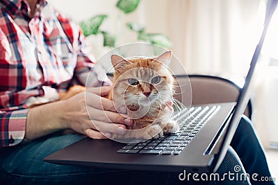 Red cat sits on the hands of a freelancer near the laptop Stock Photo