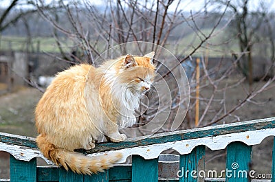 Red cat sitting on the fence. Stock Photo