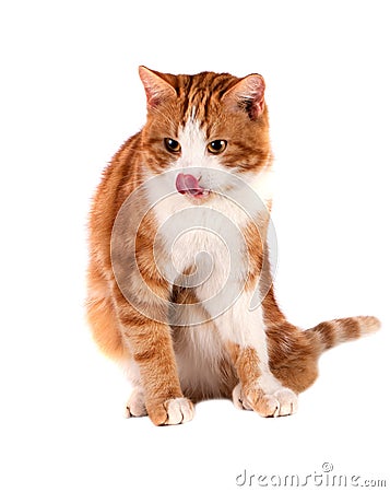 Red cat sitting and licking isolated on white background Stock Photo