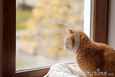 Red cat stares outside the window Stock Photo