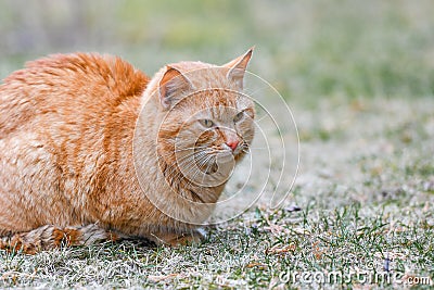 Red cat on the street basking in the sun Stock Photo