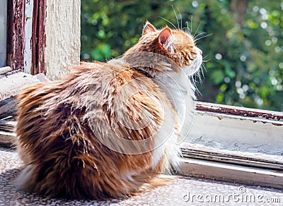 Red cat on sunny hapy window Stock Photo