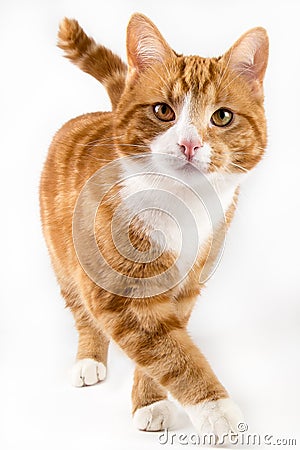 Red cat, walking towards camera, isolated in white Stock Photo