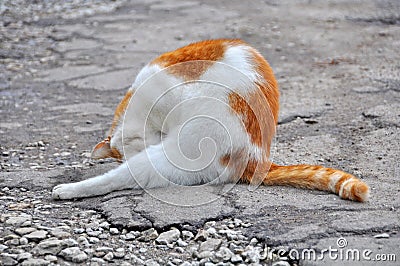 Red cat washing itself. Stock Photo