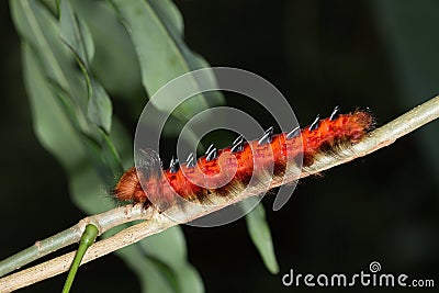 Red Caterpillar on Stem - closeup Stock Photo