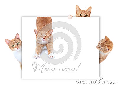 Red cats Stock Photo