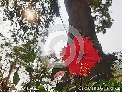 Red chaba flower with tree and solar background Stock Photo