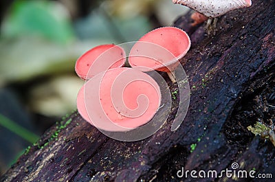 Red champagne mushroom Stock Photo