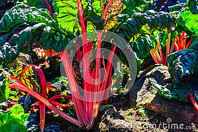 Red chard growing in a garden Stock Photo