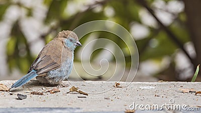 Red-cheeked Cordon-bleu on Concrete Stock Photo